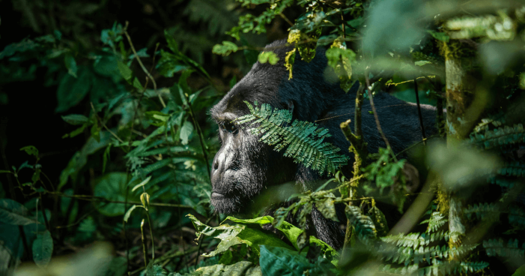 1. Bwindi Impenetrable Forest